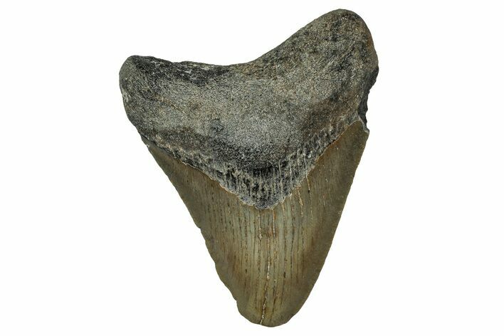 Serrated, Fossil Megalodon Tooth - North Carolina #351764